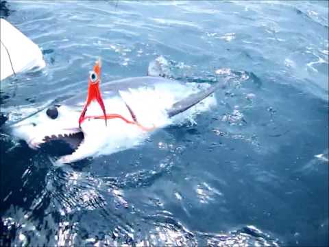 Mako shark release with Conway Bowman