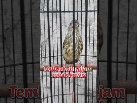 Bikin sakit telinga, cucak rawis gacor #shorts