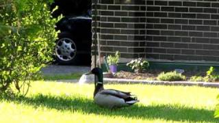Deschenes, Aylmer, Quebec - Smart Duck.MOV