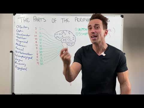 Überblick über das periphere Nervensystem