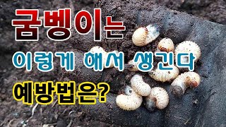 [텃밭농부. 1,326]  골치 아픈 굼벵이가 생기는 원인과 예방법.