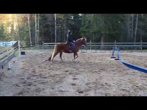 Dog Agility with Horse