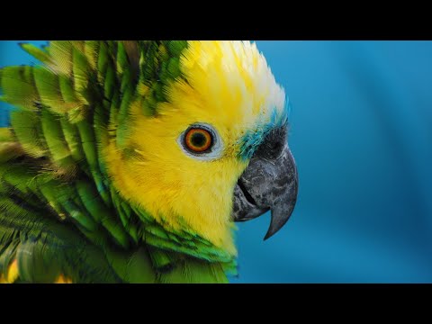 Day 22 in Aviary with Storm the Amazon Parrot