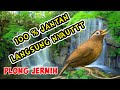  Suara Burung Wambie Betina Gacorr Memanggil Wambie Jantan Durasi  Jam Non Stop, Paling Seru!