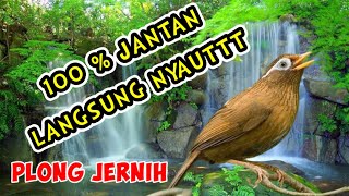 Download lagu Suara Burung Wambie Betina GACORR, Memanggil Wambie Jantan. Durasi 1 Jam non stop mp3
