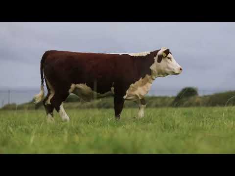 PEDIGREE POLLED HEREFORDS FOR SALE - Image 2