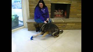 Video preview image #1 German Shepherd Dog Puppy For Sale in Germanton, TN, USA