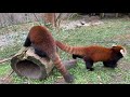 Home Safari - Red Panda - Cincinnati Zoo