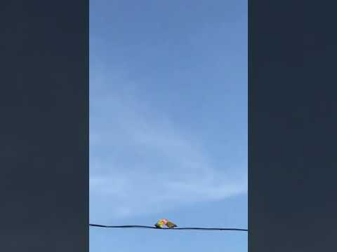 deleted scene from Rio