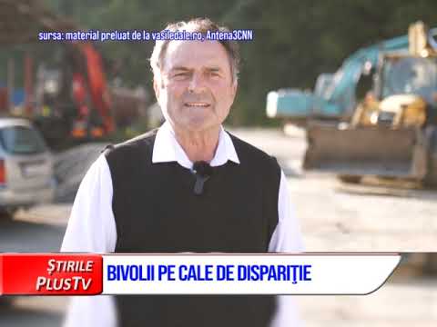 BIVOLII, PE CALE DE DISPARIȚIE