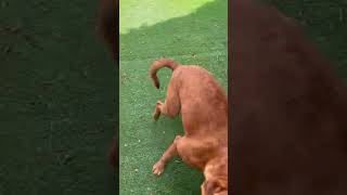 Video preview image #1 Dogue de Bordeaux Puppy For Sale in Goodyear, AZ, USA