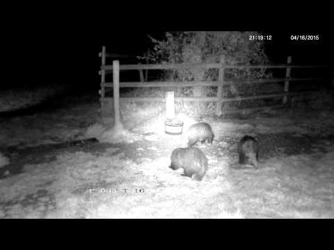 Weird breathy growl from rural badger - with sounds