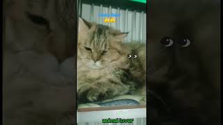 Download lagu Tingkah Lucu Pasang Muka Marah #kucing 😌😌 #shorts mp3 Download lagu Tingkah Lucu Pasang Muka Marah #kucing 😌😌 #shorts mp3