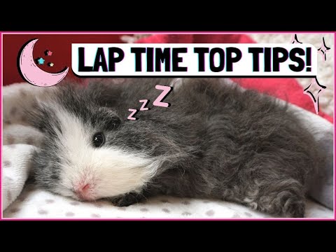 Guinea Pig Lap Time Routine: How to Cuddle With Your...