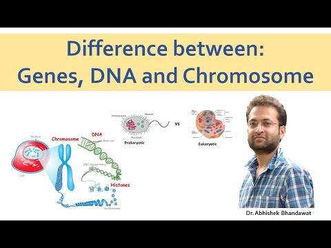 DNA, Genes and Chromosome (No confusion).