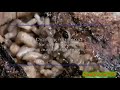 YTP THX LOGO Collab Entry