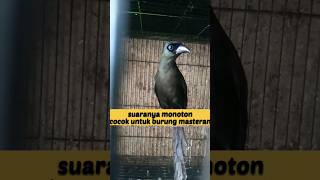 Download lagu burung teot (murai irian) di ombyokan #shorts mp3
