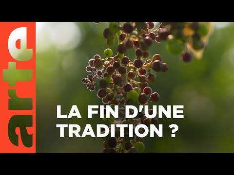 Défense de la vigne et du vin