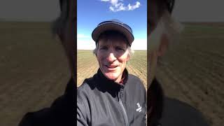 Its a Miracle! Disappearing Narrow-leaved Hawk's Beard