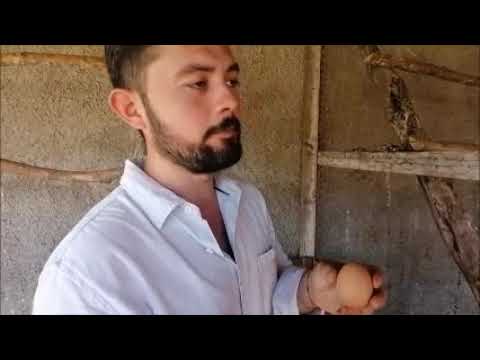 Producción en casa de Huevos de pastoreo.