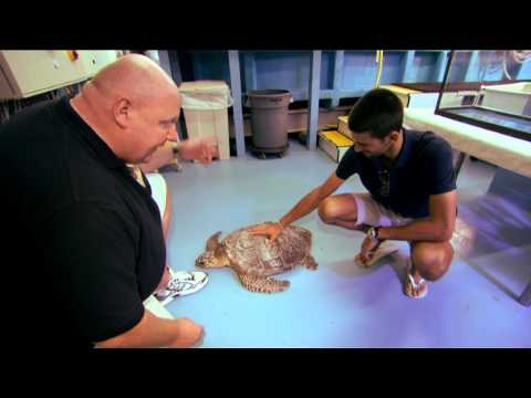 Burj Al Arab - Turtle Rehabilitation Project - Novak Djokovic