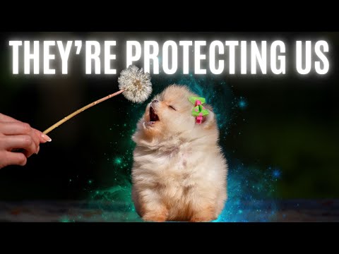 The Hidden Spirituality of Dogs Revealed Through Astrology