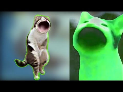 cat nice funny