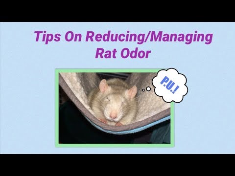 Tips & Tricks for Managing and Reducing Pet Rat Smell