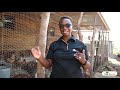 Profeeds Small Scale Egg Production MasterClass