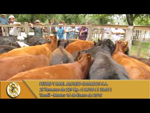 16-01-18 Venta de Macho - Pedro y Raul Alonso Ganados S.A. - Tandil