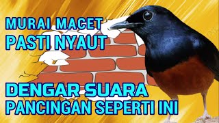 Download lagu MURAI MACET PASTI NYAUT DENGAR SUARA PANCINGAN SEPERTI INI❗ MURAI GACOR❗❗ mp3