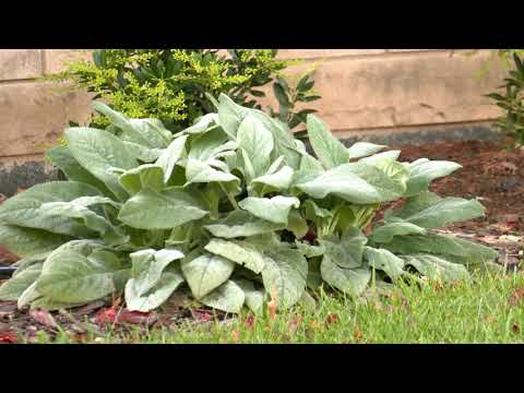 10-27-2021 Lexington, KY First Fall Frost