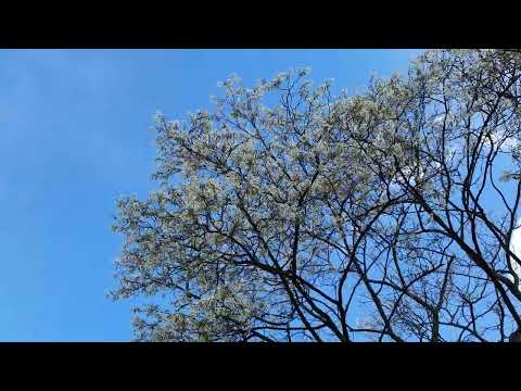 Unser Garten - Felsenbirne (Anfang April)