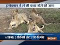 Gujarat: Eleven lions found dead in Gir forest