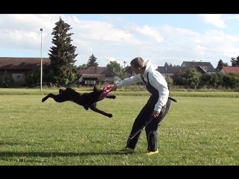 Inka vom Teufelshang - obedience and protection