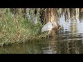 Great Blue Heron Eating A Snake In Florida Lake