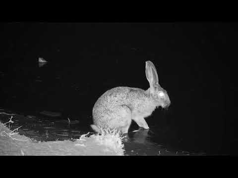 Djuma: Scrub Hare drinking - 20:21 - 09/01/19