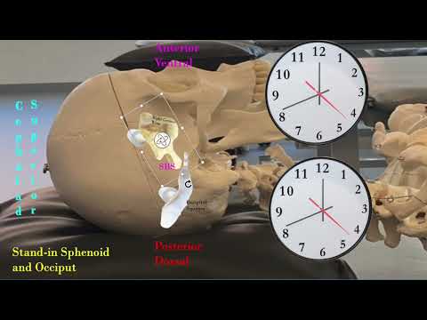 Cranial Animation Flexion and Extension