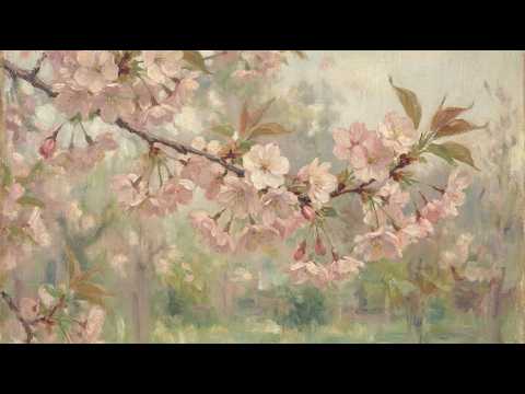 TV Screensaver 4K | Soft Pink Cherry Blossoms in Spring | 3 Hours