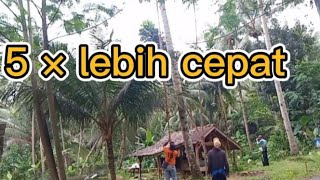 Download lagu fast way to pick/harvest coconuts || but the crazy bet is that the head could crack mp3 Download lagu fast way to pick/harvest coconuts || but the crazy bet is that the head could crack mp3