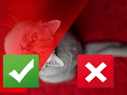 5 Reasons Your Cat is Peeing on the Bed