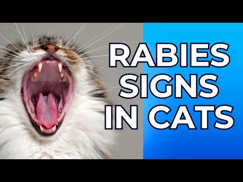 , title : 'Rabies Signs in Cats / Rabies Symptoms in Cats / Cat Grooming'