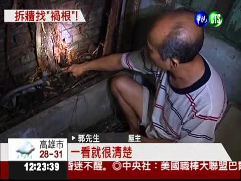 5米榕樹穿破屋頂 鄰居互推責任