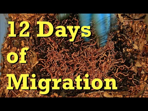 Worms collected & relocated after 12 days of horizontal migration - vermicomposting