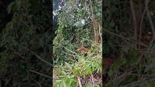 Download lagu Denak Merbah lekir mp3 Download lagu Denak Merbah lekir mp3