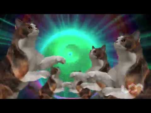 NYANSTEP CAT DANCE (60fps)