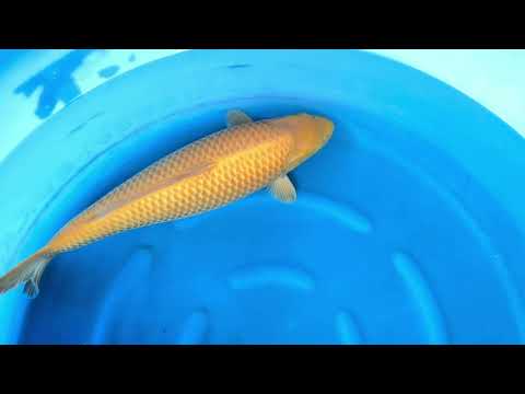 JKS Auction: JKSAC-2025-11-2 Sansai HQ Female Kigoi 63 cm