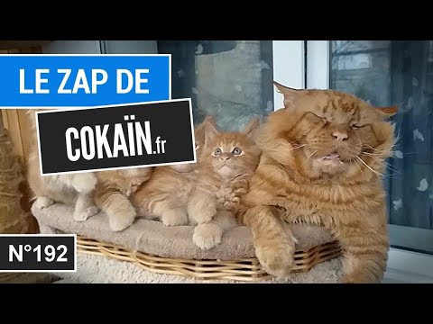 Le Zap de Cokaïn.fr n°192
