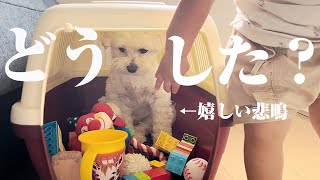 優しい兄犬が妹に好かれすぎてこうなっていましたww【マルプー×1歳】
