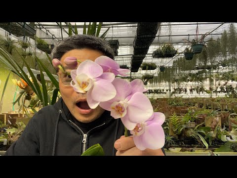 なぜ芳香植物や薬用植物を庭で育てるのでしょうか?  庭園